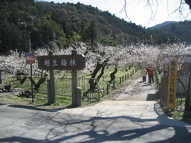 越生梅林 (translated 越生梅林 to English): "Whispers of Plum Blossoms in the Valley"