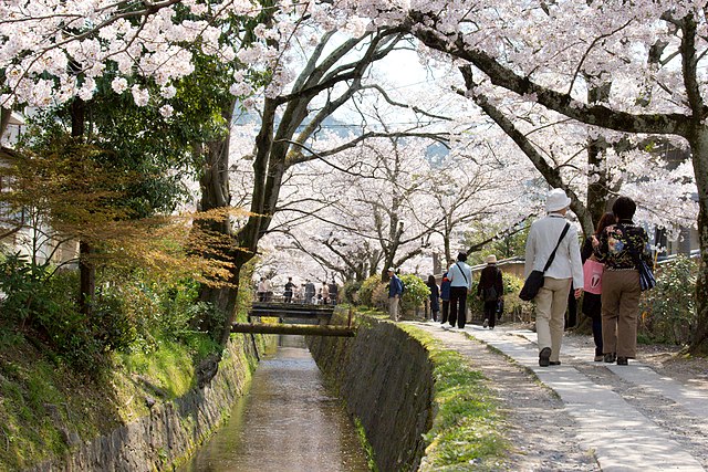 哲学の道(Path of Philosophy): Whispering Thoughts Along the Cherry Blossom Lane