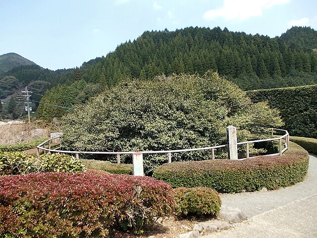 嬉野の大チャノキ (The Great Tea Tree of Ureshino): "Whispers of Ancient Leaves"