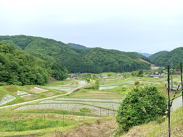 毛原の棚田 (Terraced Fields of Mohara): "Whispers of the Woven Earth"