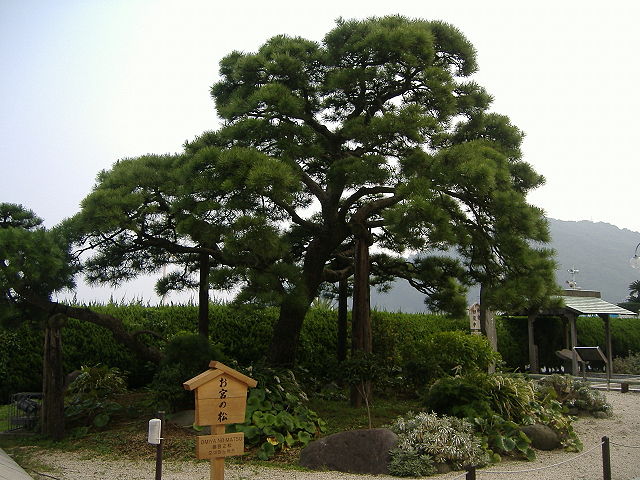 お宮の松 (Pine of the Shrine): "Whispers of the Sacred Pine"