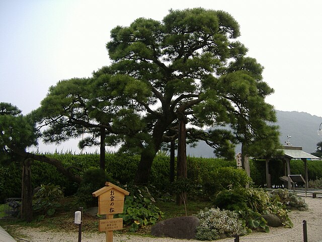 Omiya no Matsu, Salt-Sculpted Shrine Pine