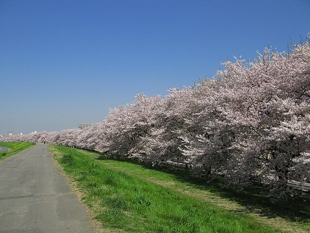 熊谷桜堤 (Kumagaya Cherry Blossom Embankment): "Whispers of Cherry Blossoms Beneath the Sky"