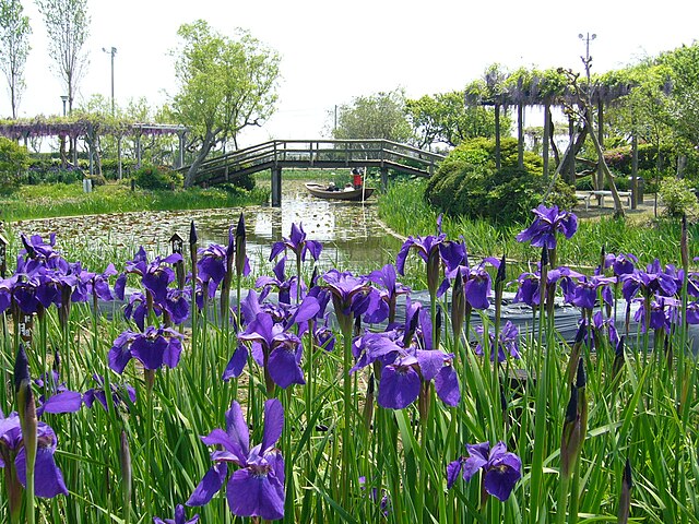 Sawara's River of Irises