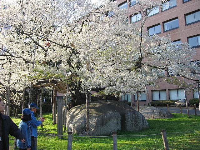 Cherry Rooted in Stone