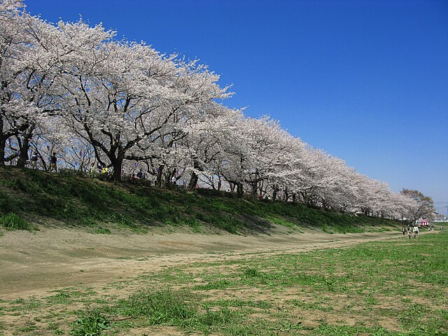 権現堂堤 (Gongen-do Embankment): "Whispers of Cherry Blossoms and Tranquil Waters"