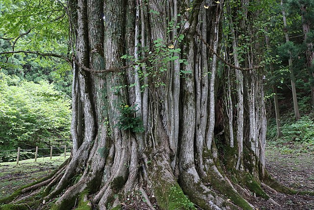 糸井の大カツラ (The Great Katsura of Itoi): "Whispers of Ancient Canopies"