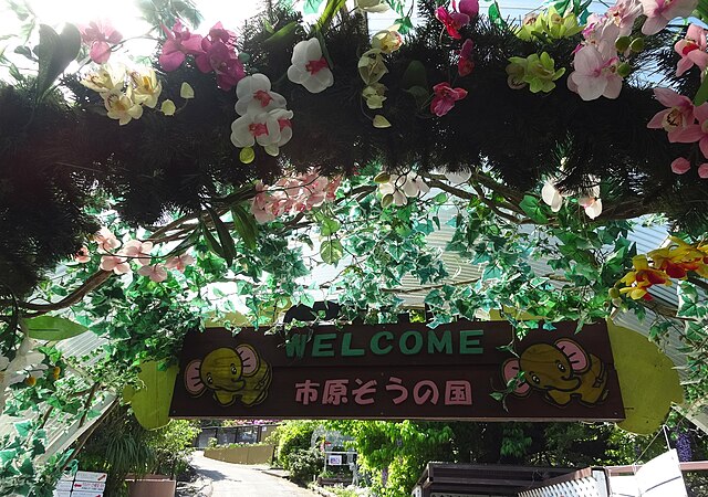 市原ぞうの国 (Ishihara Elephant Kingdom): "Whispers of the Gentle Giants"