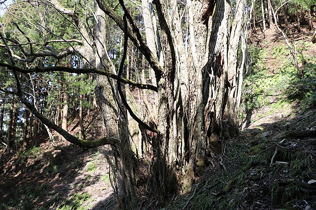 竹崎のカツラ (Bamboo Cape's Enchantment): "Whispers of the Bamboo Grove"