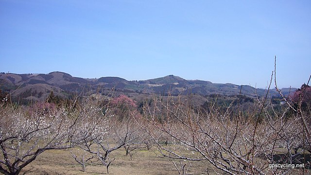 秋間梅林 (Plum Grove of Aki) : "Whispers of Blossoms in Autumn's Embrace"