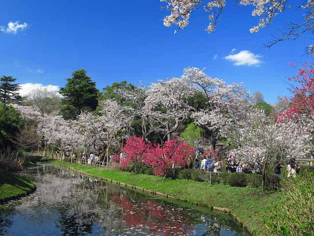 清水公園(Clear Water Park): "Whispers of Serenity in Crystal Waters"