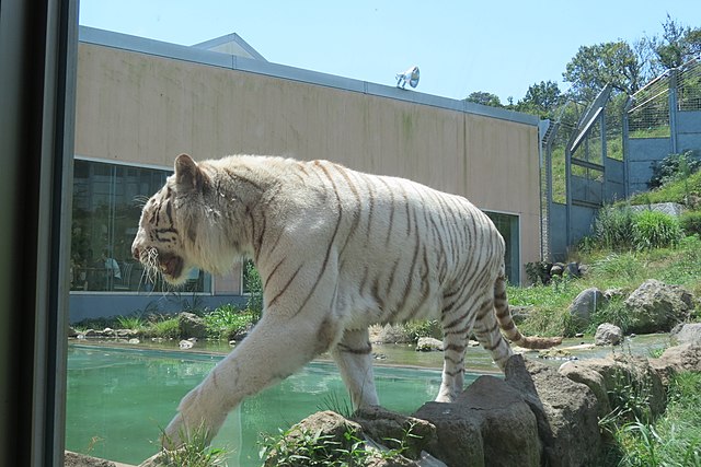 伊豆アニマルキングダム (Izu Animal Kingdom): "Whispers of Wild Wonders"