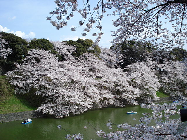 千鳥ヶ淵(Chidorigafuchi): "Whispers of Cherry Blossoms and Tranquil Waters"