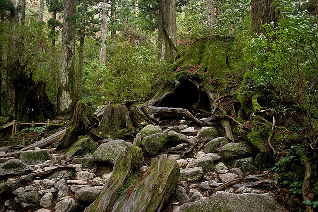ウィルソン株(Wilson's Stump): "Whispers of Ancient Giants"