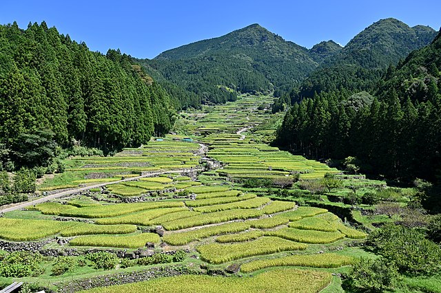 四谷の千枚田 (Yotsuya's Thousand Rice Terraces): "Whispers of the Verdant Waves"