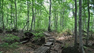 Beech Mists of Gakudai
